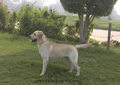 CH My Choice of Vidane's