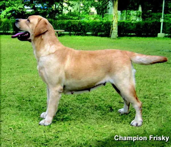 Ind Ch Frisky