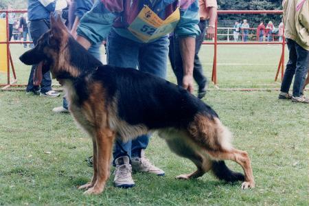 SG Helko des Meilleurs Sangs