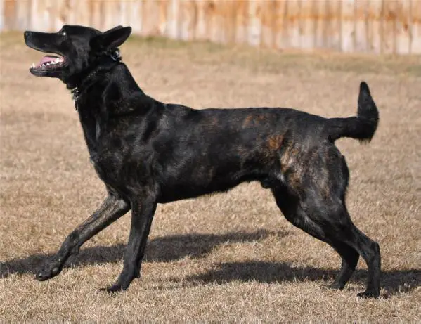 Patron's Dutch Shadow