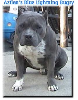 'PR' Aztlan's Blue Lightning Bugsy