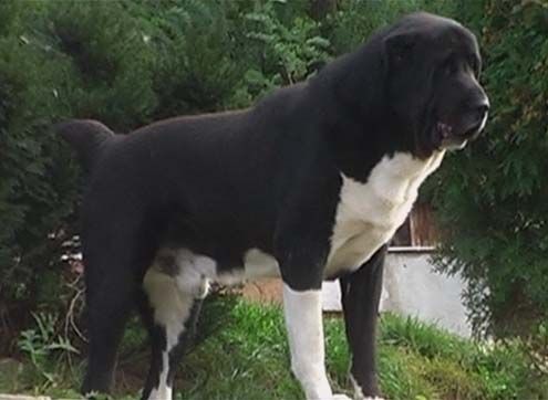 MŁ CH PL CH PL Barhan Berendey