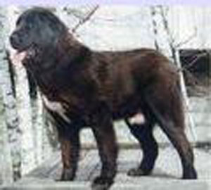 Azim Sahraz Iz Klovi