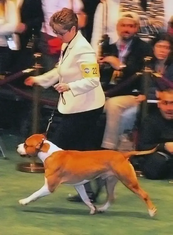 AKC GCH, BISS De Paco XZ Buster Rascal