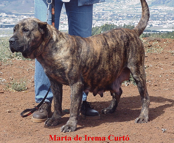 Marta de Irema Curto