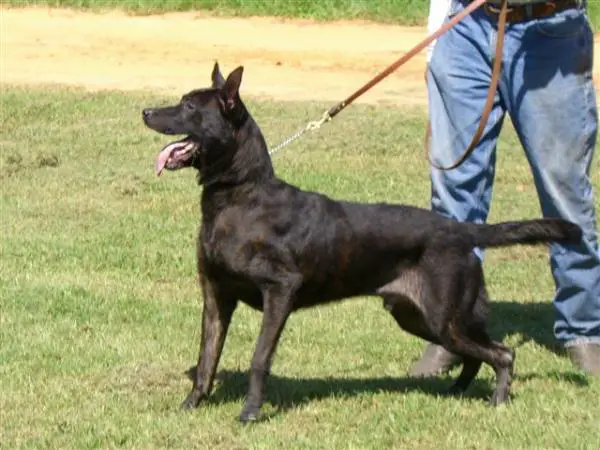 Robbie 'Dhr. R. Schotkamp, Swifterbant'