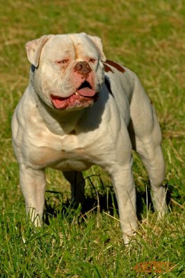 CH ABNA, CH ABRA Warriorbull's/AWK's Argos of Americanpowerbull
