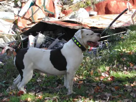 Parish's Pantera of AR