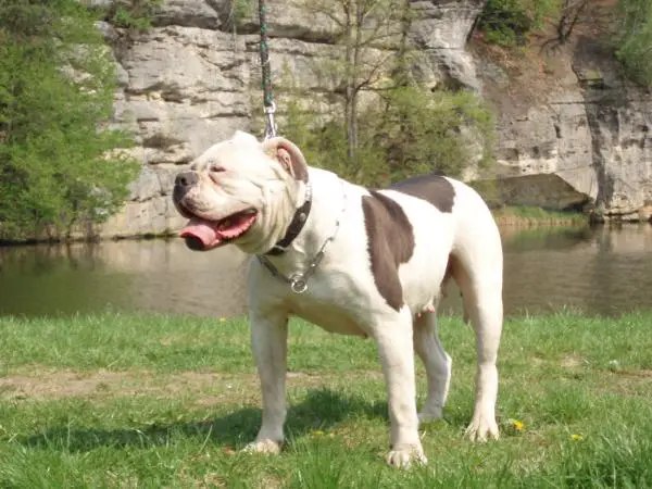 Desiree Tenesco Neraka