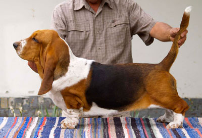 Bassbarr California dreaming