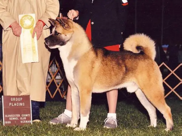 AKC CH Tobe's Adam Of Genesis