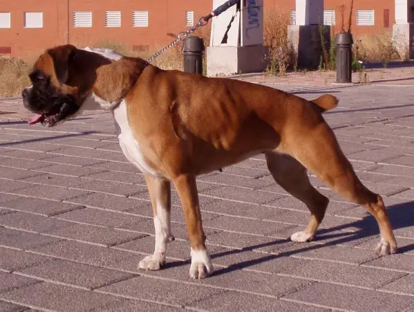 Brenda del Sexto Sentido