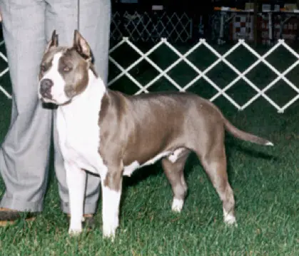 Fairlawn's Ballistic