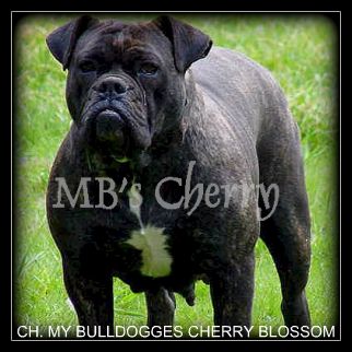 My Bulldogge's Cherry Blossom