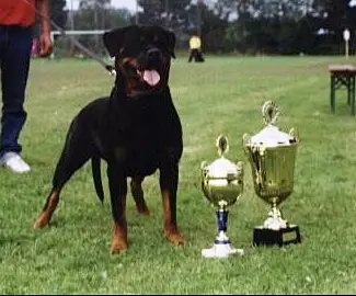 IFR WORLD CHAMPION Nikita de la Corte Canina