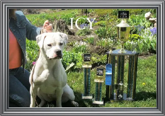 UKC CH. Cobbleston'e Icy