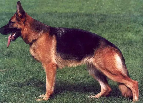 V Karin vom Haus Bork