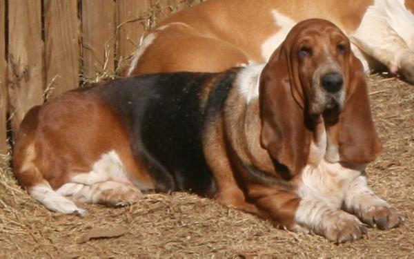 Tokel's Belle of Gatesville