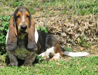 Kay's Good Boy Leroy