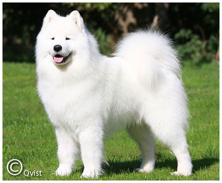 JWW 2006 Cabaka's Gucci Of Rockstar