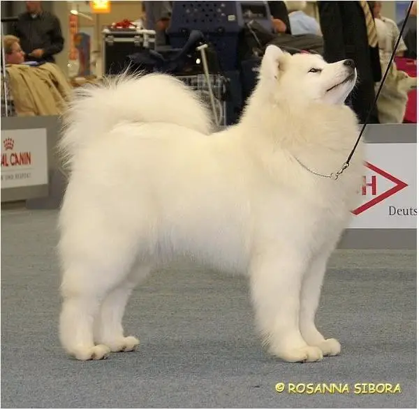 CH Vanderbilt's Cool Rain