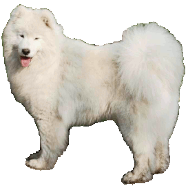 Cabaka's Vibse Of Gucci