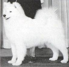 CH CAN Shebaska's Astrid of Kyserbear