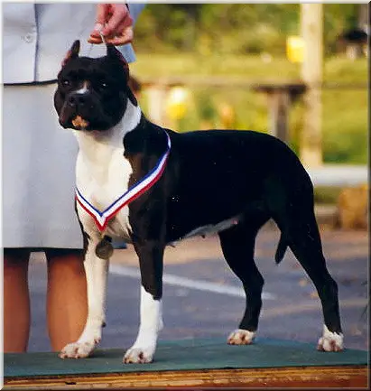 Sunbolt Warrior Princess