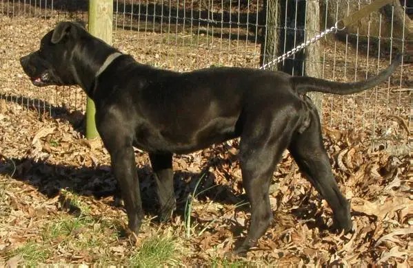 Konfederate's Kennel Tar Baby