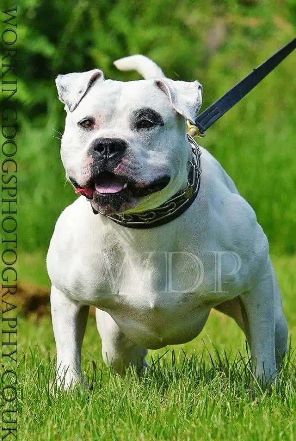 Williamsons Wyatt Earp