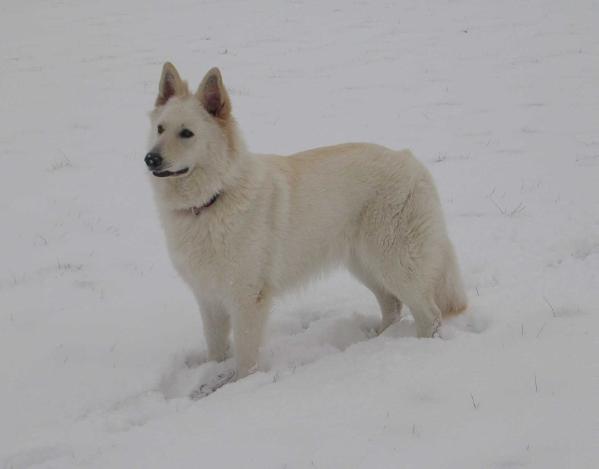 CH DEUTSCHER A'ICE SHADOW du Royaume des Crocs Blancs