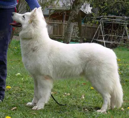 Aloona Mystic Du Bois Des Ternes