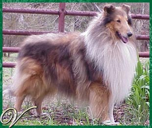 CAN CH, NE/NC Van-M That's the Ticket