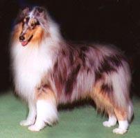 CH (US/CAN) N/E Van-M Balloon Pilot