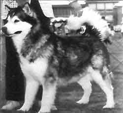 Am/Can/Ber Ch. Inuit's Wooly Bully