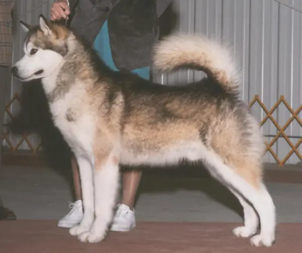 Lunar's Makin' Trax Oakiok