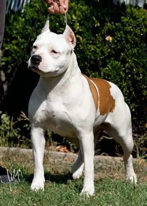 Builder's Best Enigma