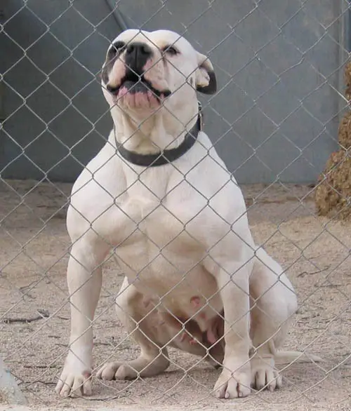BC's Hannah of Iron City American Bulldogs