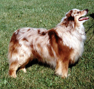 Fairoaks Lazario