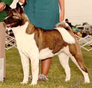 AKC CH Tobe's Apogee Hot Sockey