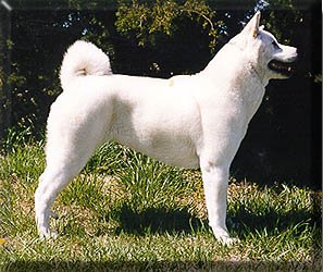 AKC CH Kiowa Ghostdancer Tai Kuma