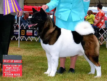 BIS, MBISS AKC CH Cashmere's MaJer Decision