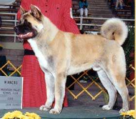 AKC CH Nutmeg's Top Gun No Kazesan