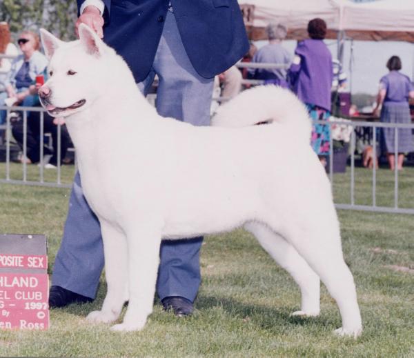 AKC CH Samkita's The Queen Of Denial