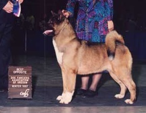 AKC CH Ranchlake Keno Of Riverview