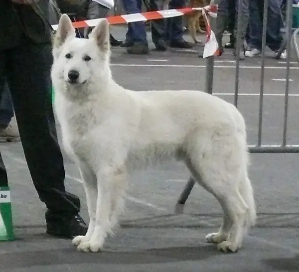 CHAMPION - NL Suka uit het Noorden