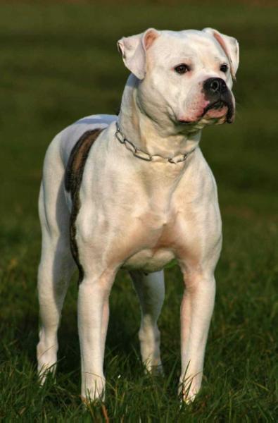 NKC CHAMPION, ABNA C White Guardian's Dirty Dilayla