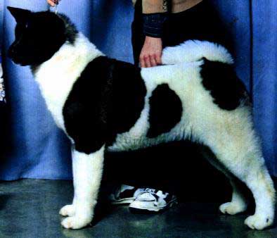 CAN CH Kawakami Wesaka's Kitan Mikata