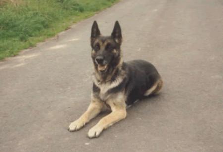 SG Beta von der Oberems