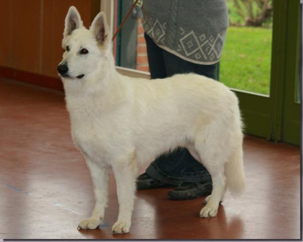 Hasan la Blankpapilio (HD A/B, ED 0)